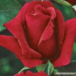Roy Beauty