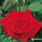 Roter Stern