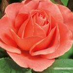 Pink favourite
