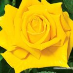 Speck's Yellow